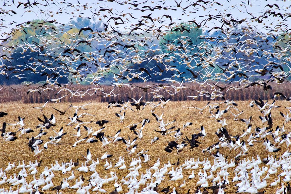 Aleutian and snow geese at San Joaquin National Wildlife Refuge