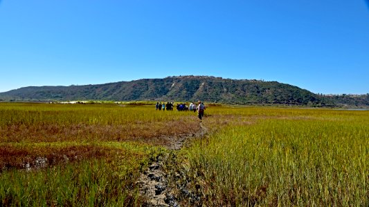 Walking to Ridgway's rail release site at Batiquitos Lagoon