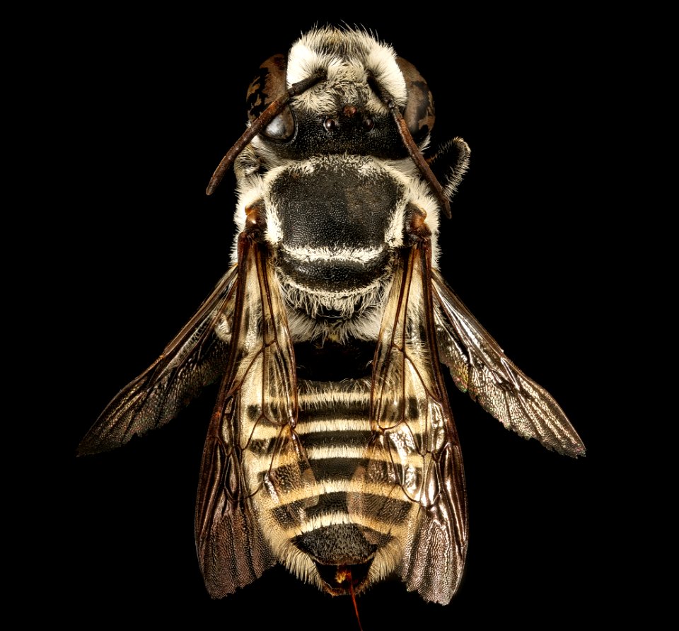 Megachile coquilletti, f, back, Pima Co. Tucson, AZ 2016-07-19-15.37