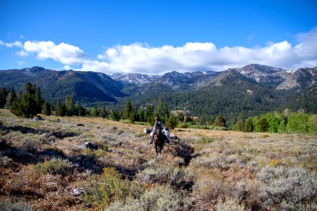 Mules carry Paiute cutthroat trout to reintroduction site