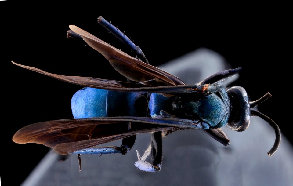 Anoplius amethystinus, Male, Back, GTMO, Cuba 2013-11-08-15.47.50 ZS PMax