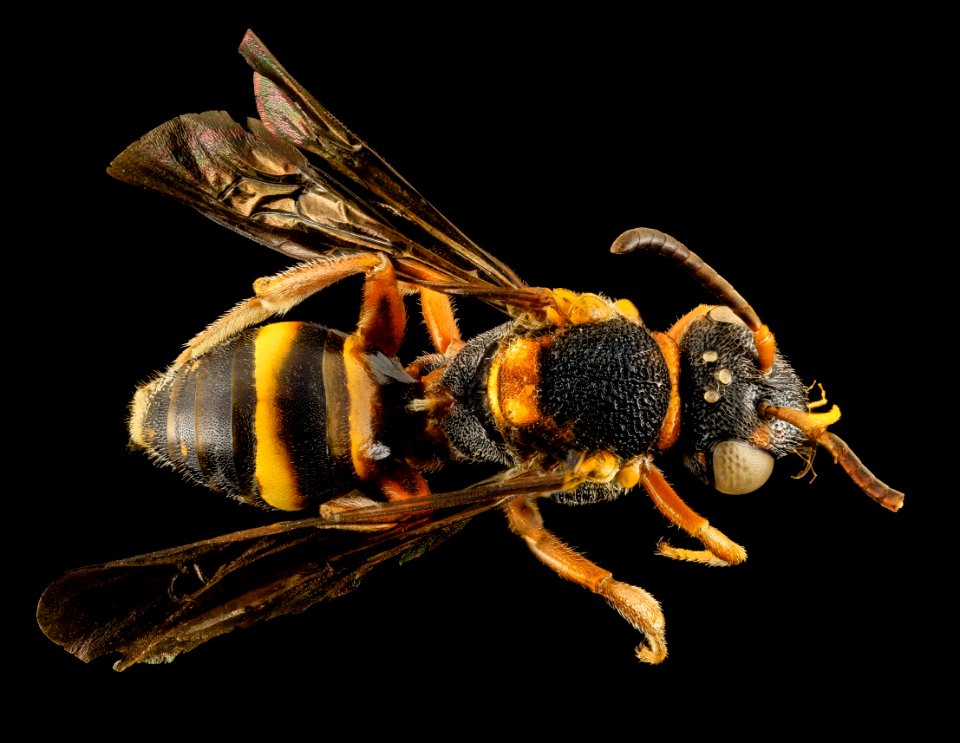 Nomada fervida, F, Back, St. Johns County, FL 2014-01-29-12.01.00 ZS PMax