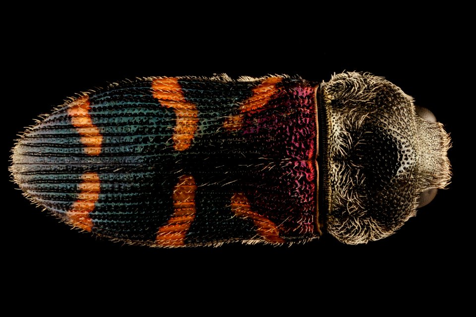 Acmaeodera virgo, u, back, Kruger National Park, South Africa 2018-07-13-15.40.43 ZS PMax UDR
