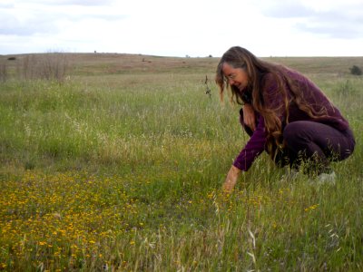 Observing San Fernando Valley spineflower photo