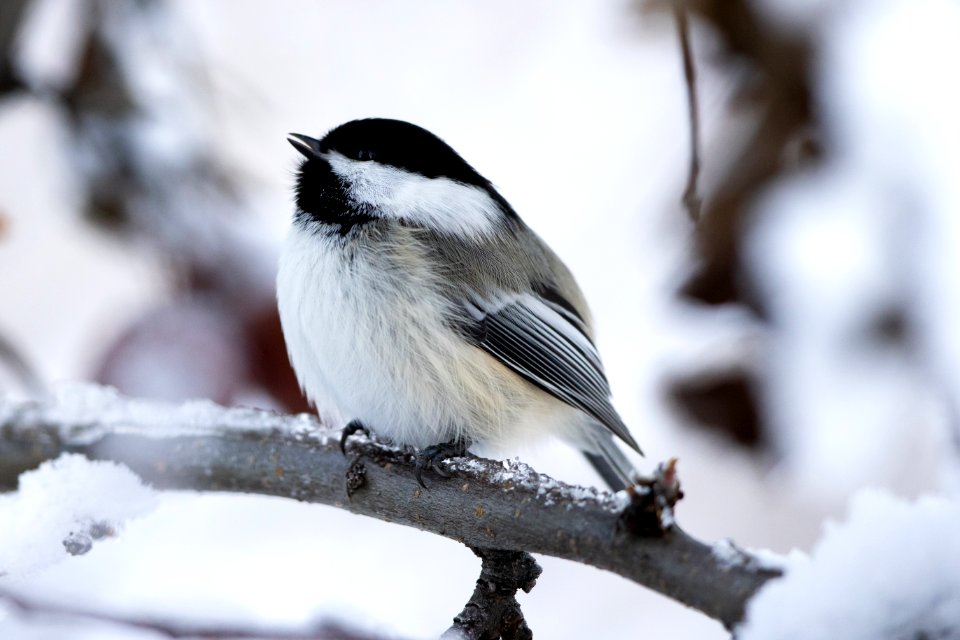 Black-capped chickadee