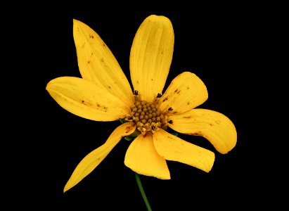 Coreopsis verticillata, Whorled tickseed, Howard County, Md, Helen Lowe Metzman 2019-10-23-14.24.57 ZS PMax UDR
