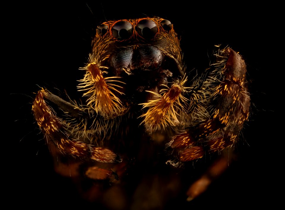 Jumping spider, face 2018-08-15-17.17.29 ZS PMax UDR