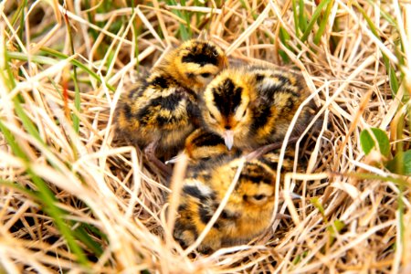 Red phalarope chicks - Arctic Bird Fest 2019