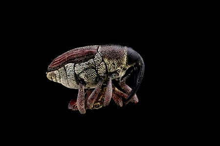 Curculioninae species 2012-05-31-13.21.25-ZS-PMax