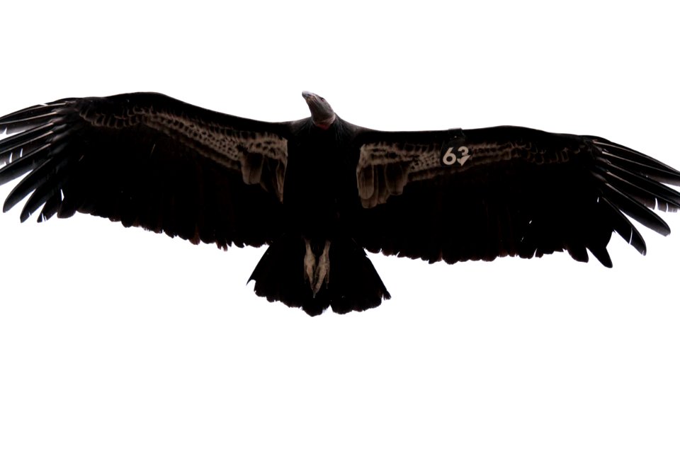 California condor #563