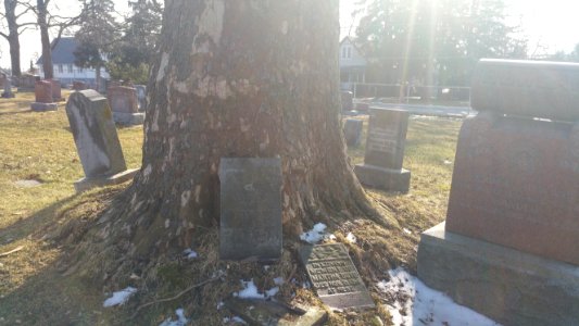 The planetree swallowed up the nearby gravestones