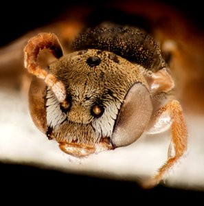 Neolarra vigilans 2015-04-20-12.40.20 ZS PMax