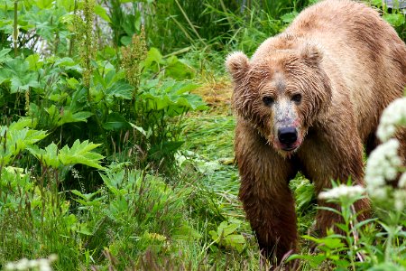 Kodiak brown bear dining on fresh salmon
