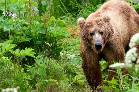 Kodiak brown bear dining on fresh salmon photo