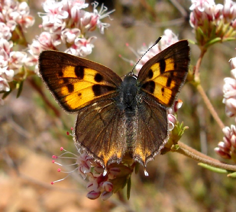 Hermes copper on Mother Miguel, San Diego County