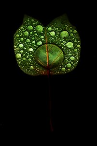Black green background