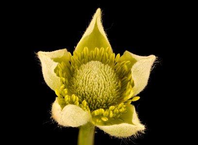Anemone virginiana, Thimbleweed, Howard Co, Md, GFG, H Metzman 2018-06-19-13.26