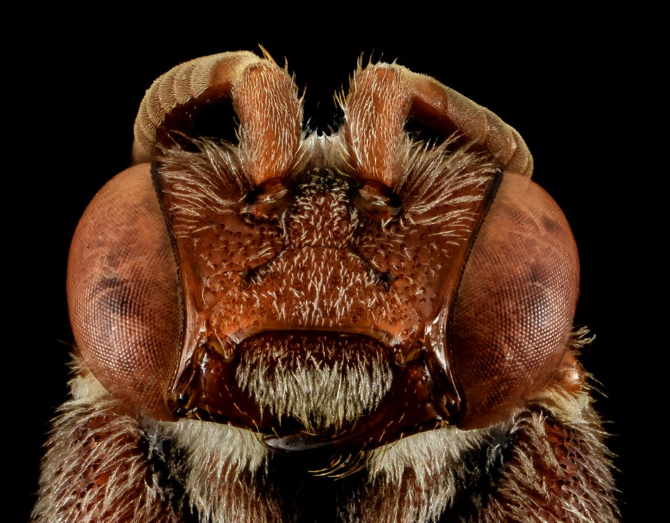 Nomada australis, F, Face, NY, Kings County 2014-05-07-18.26.35 ZS PMax