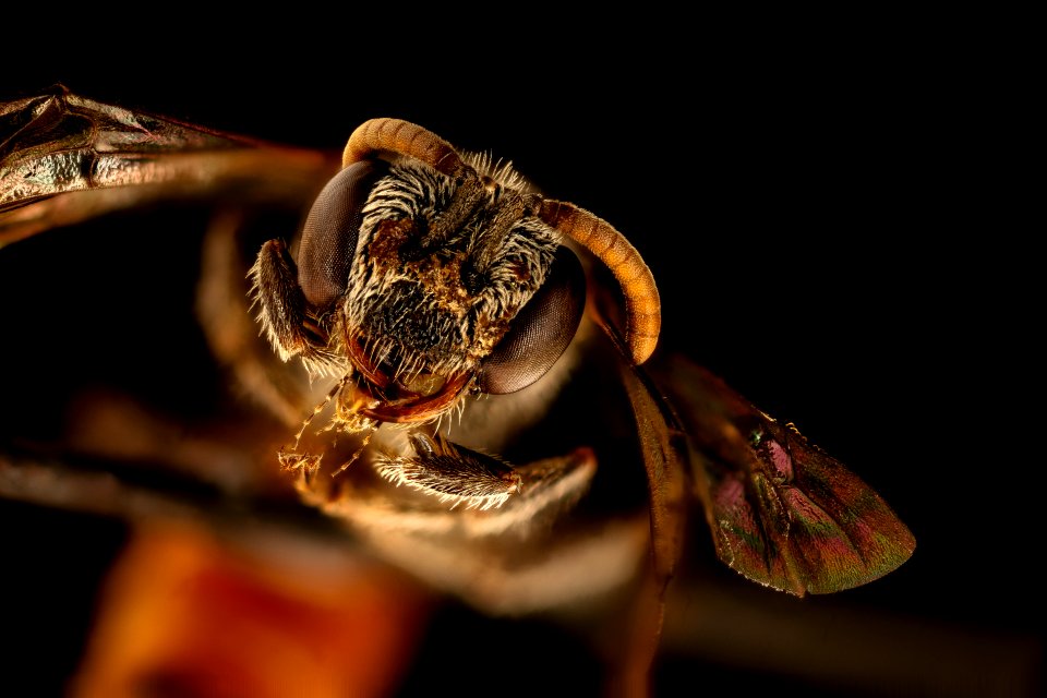 Sphecodes fattigi, f, face, Caroline Co., VA 2018-07-17-19.17.06 ZS PMax UDR