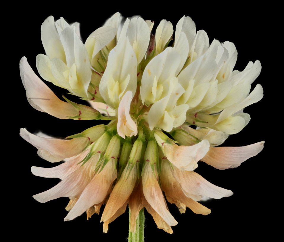 white clover 2 2013-05-28-16.41