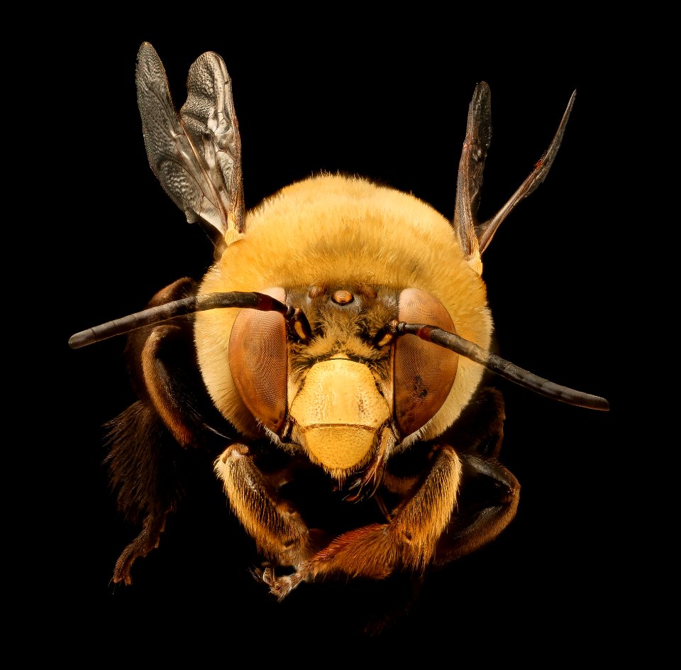 Cetntris attripes, face, m, Fayette Co, TX 2017-09-22-15.59