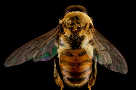 Honeybee drone, m, back, MD, pg county 2014-06-19-17.30.30 ZS PMax
