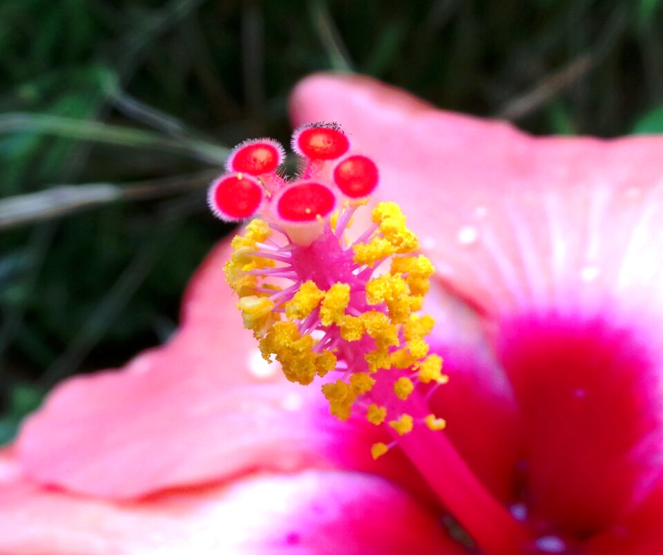 Summer nature pink