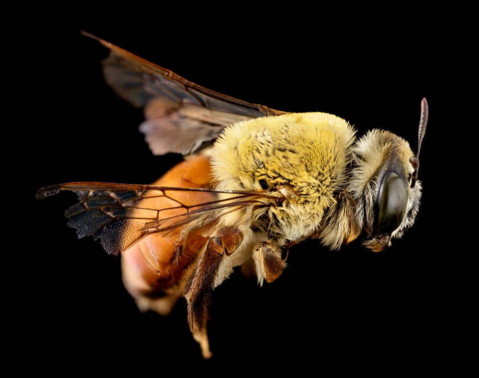 Notoxaea ferruginae, f, back, Paraquay 2014-07-26-11.56.56 ZS PMax