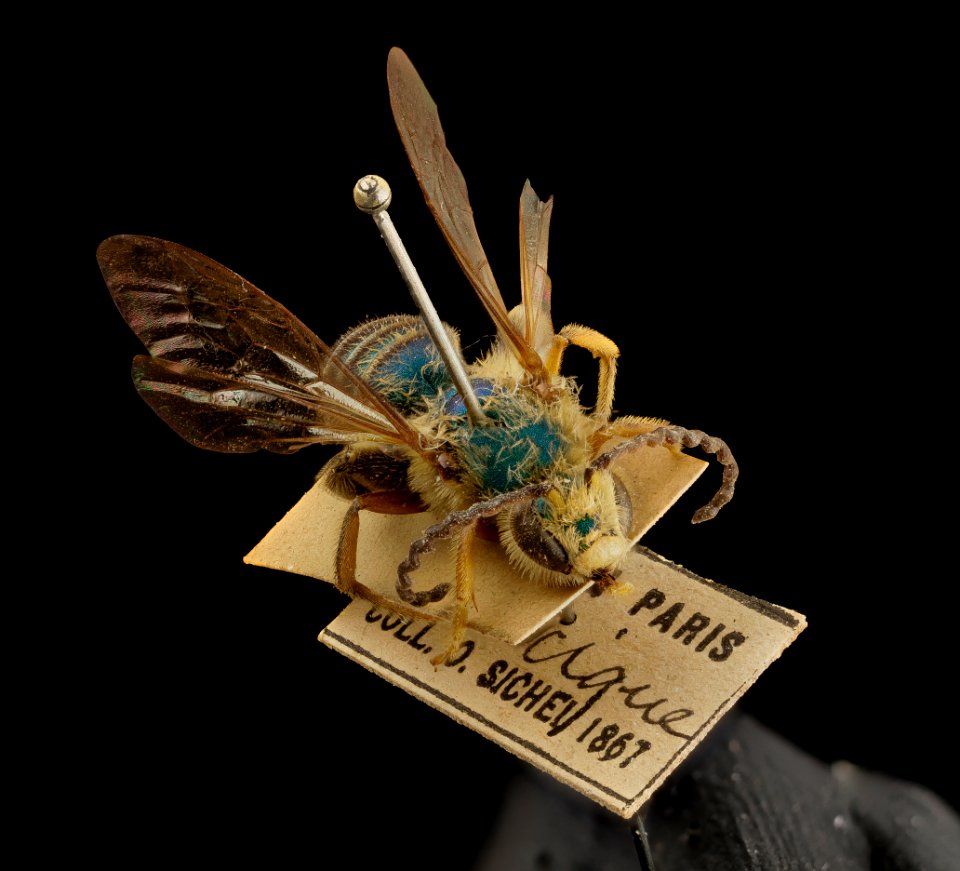 Dinagapostemon sicheli, m, mexico, 105 years old 2014-08-05-22.18.06 ZS PMax
