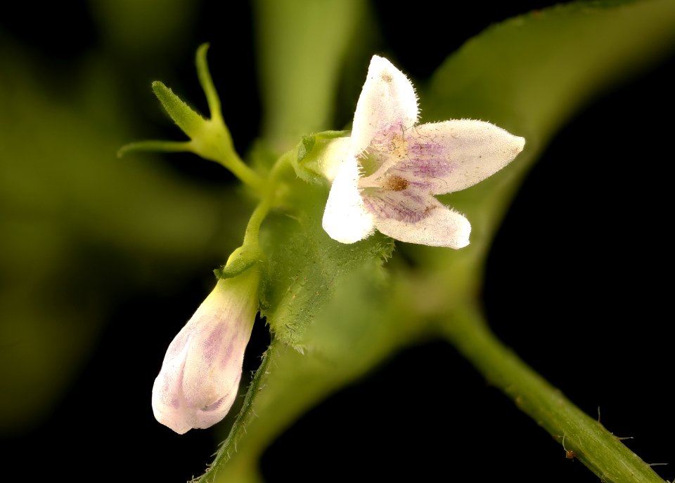 Houstonia longifolia, long-leaved bluet, Howard County, MD, Helen Lowe Metzman 2017-07-25-14.15
