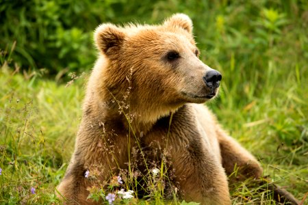 Kodiak bear