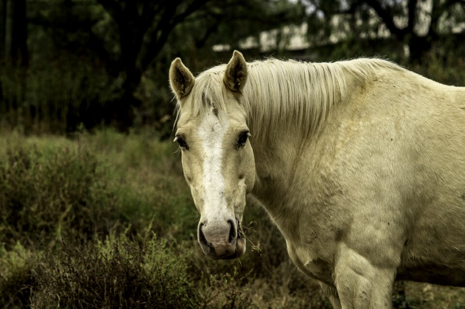 Animals colt mare