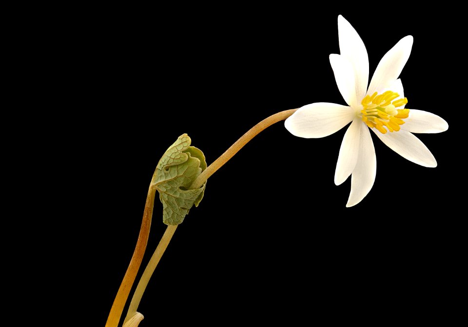 Sanguinaria canadensis, Bloodroot, 3, Howard County, MD, Helen Lowe Metzman 2017-04-11-16.49