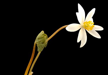 Sanguinaria canadensis, Bloodroot, 3, Howard County, MD, Helen Lowe Metzman 2017-04-11-16.49