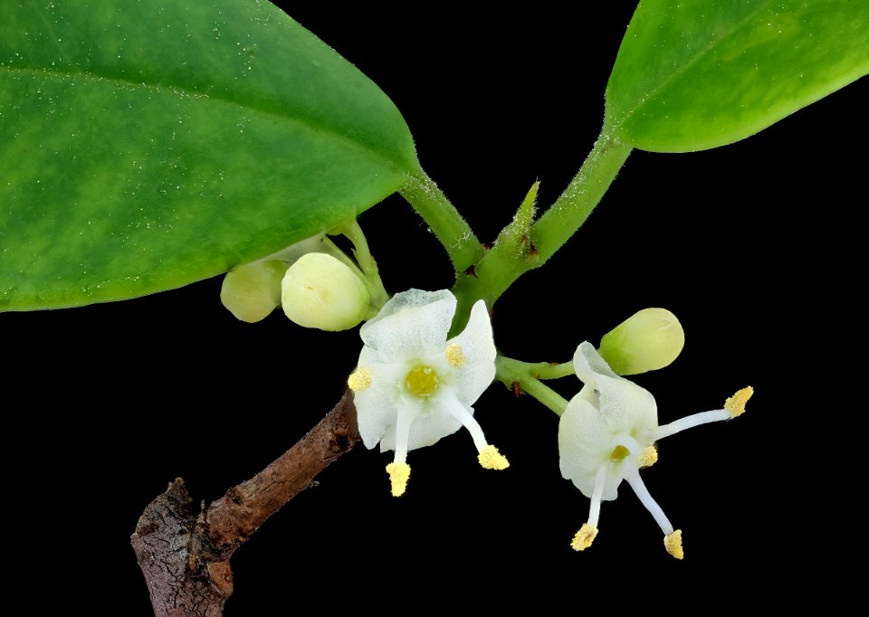 Ilex opaca, American Holly, staminate flowers, Howard County, Md, Helen Lowe Metzman 2019-10-23-17.07.05 ZS PMax UDR