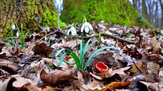 Forest flower mushroom