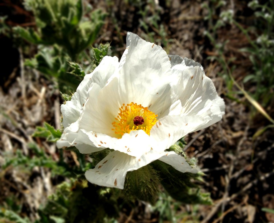 Prickly Poppy, Mono County