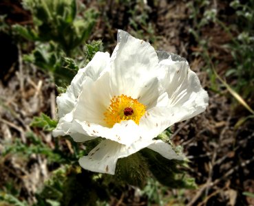 Prickly Poppy, Mono County photo