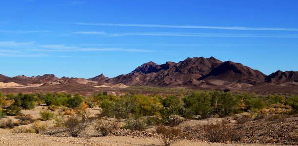 Microphyle woodland in Milipitas Wash near California/Arizona Border