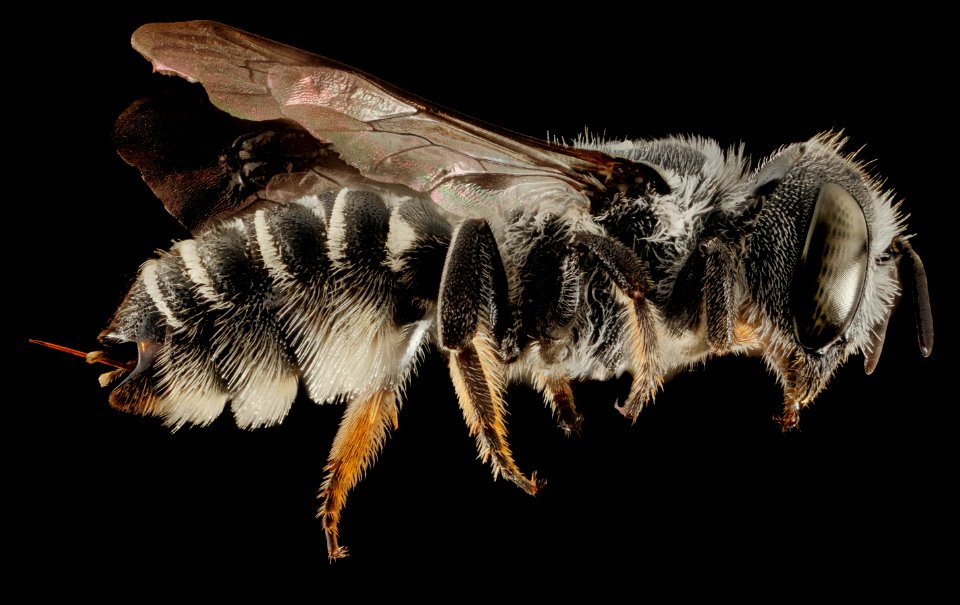 Megachile exilis, F, Talbot Co., MD, Side 2015-07-14-11.18.14 ZS PMax