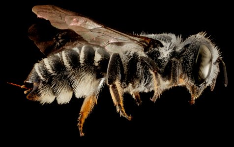 Megachile exilis, F, Talbot Co., MD, Side 2015-07-14-11.18.14 ZS PMax photo