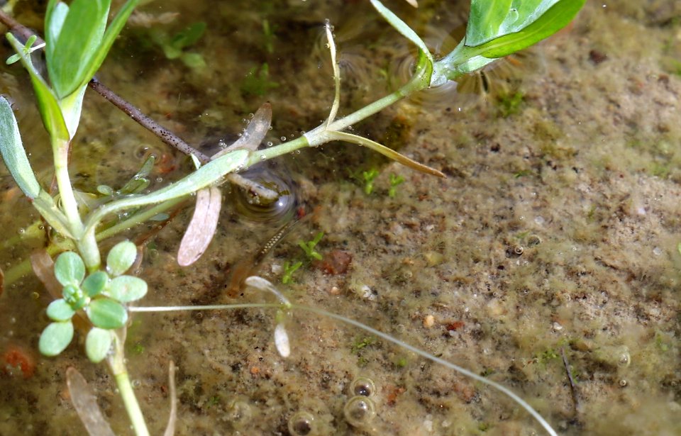 San Diego fairy shrimp at vernal pool in Otay Mesa, California