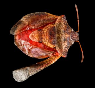 Hemiptera, U, Dorsal, WV, Hardy County 2015-06-08-13.34.19 ZS PMax