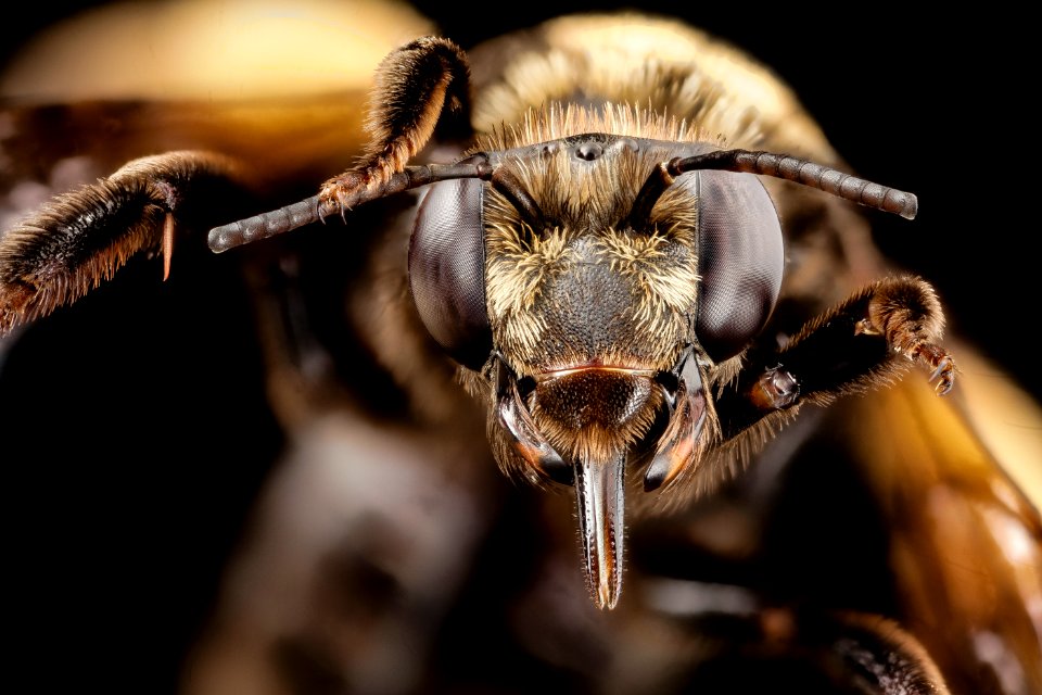 Svastra obliqua, f, face, md, kent county 2014-07-22-09.42.41 ZS PMax photo