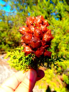 Santa Cruz cypress seed cluster