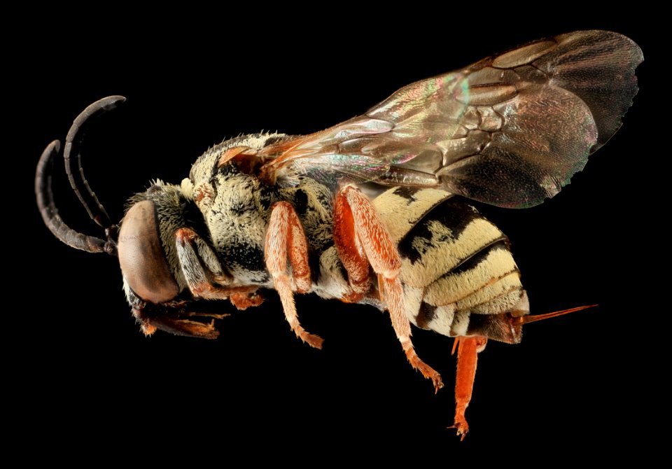 Epeolus minimus, F, LSide, Co., SD 2013-11-20-16.40.48 ZS PMax