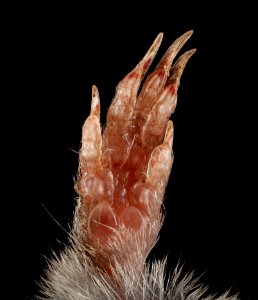 Short tailed shrew, M, Paw, VA, Loudon County 2015-03-24-15.19.47 ZS PMax photo