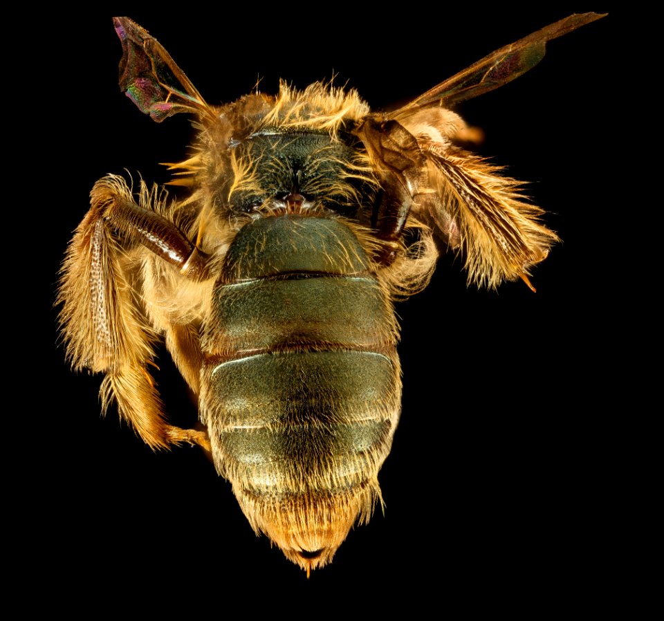 Andrena gnaphalii, f, back 2, Santa Barbara, CA 2016-08-12-17.10
