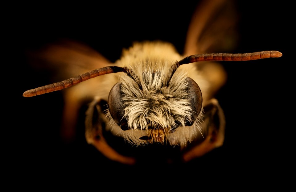 Andrena wilmattae, m, face, Jackson County, SD 2018-11-19-12.53.53 ZS PMax UDR