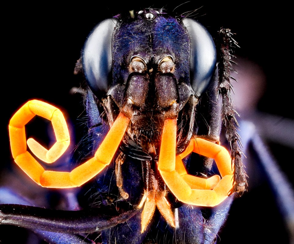 Pepsis ruficornis, U, face, Dominican Republic 2012-11-29-14.31.47 ZS PMax